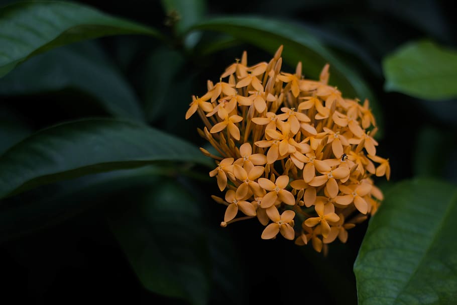 yellow Ixora flower, plant, blossom, acanthaceae, pottery, jar HD wallpaper