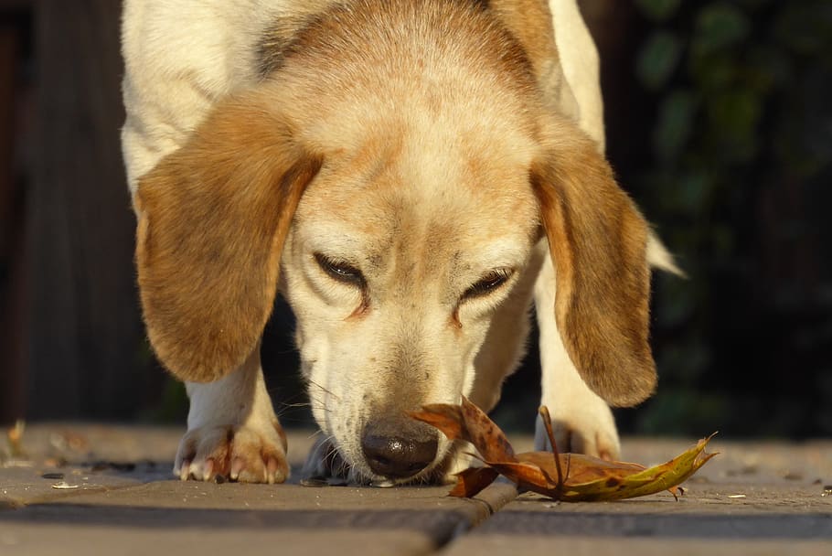 beagle, leaf, dog, smell, porch, curious, sniff, one animal HD wallpaper