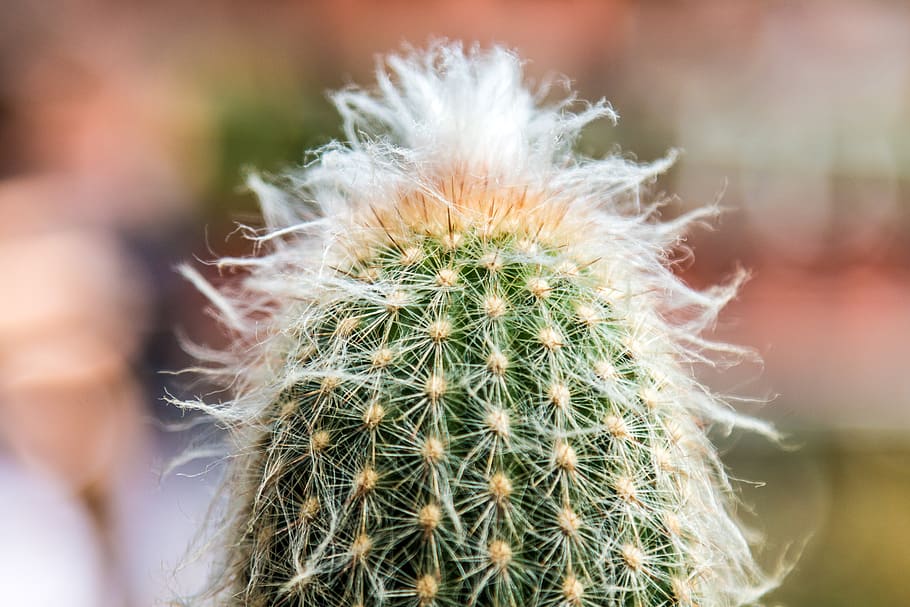 cactus, spines, fluffy, garden, plants, green, nature, detail HD wallpaper