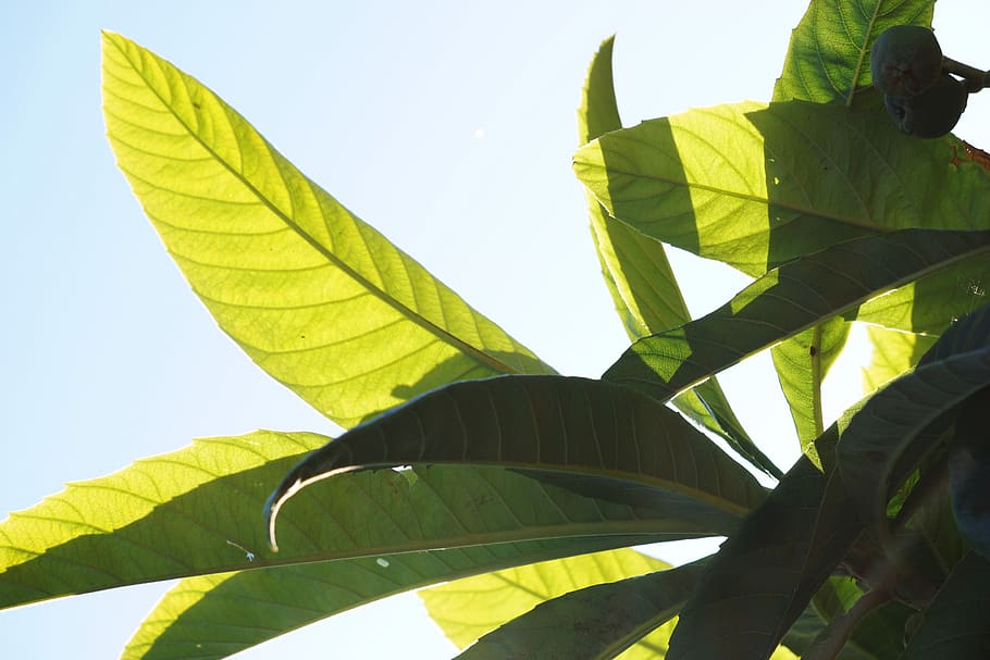 sunshine, leaves, leaf, plant part, green color, nature, close-up HD wallpaper