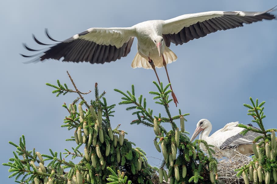nature, animal, storks, animals in the wild, animal wildlife HD wallpaper