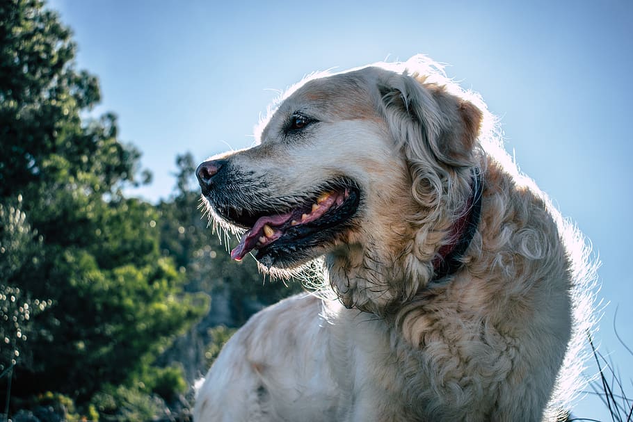 dog, forest, woods, mountain, one animal, animal themes, canine HD wallpaper