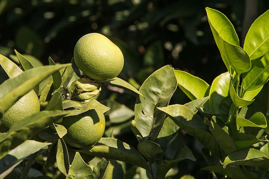 lemon, green, lemon tree, fresh, healthy, immature, citrus fruits HD wallpaper
