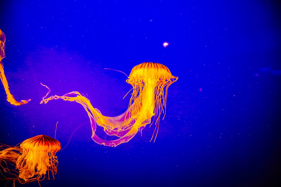 three orange jellyfishes on water, sea life, invertebrate, animal, HD wallpaper
