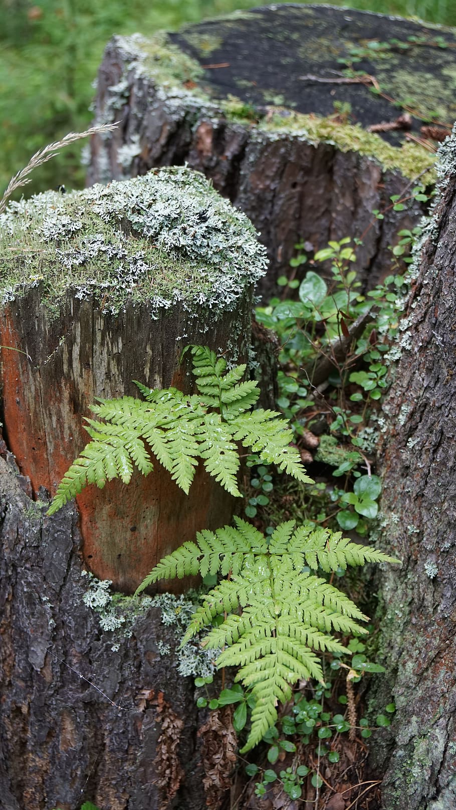 forest, greens, stump, moss, leaves, summer, forests, plants HD wallpaper