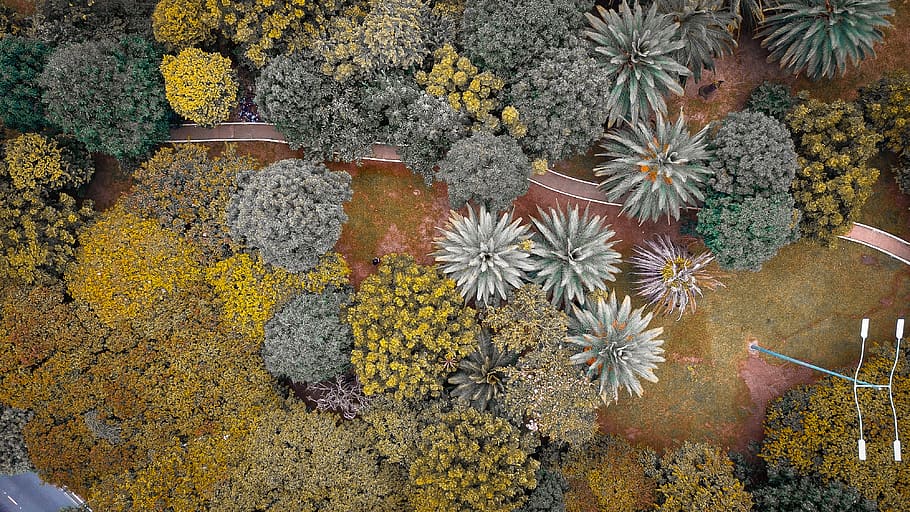 succulent plant, av. cidade jardim, brazil, itaim bibi, vegetation HD wallpaper