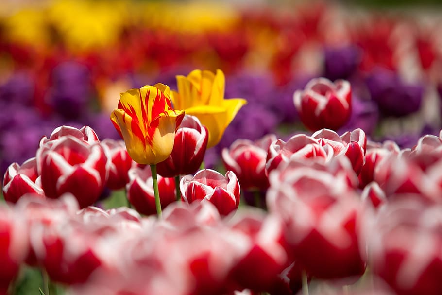 Assorted Color of Flowers during Daytime, bloom, blossom, flora HD wallpaper