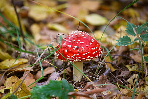 autumn, forest, red, white, leaves, fly agaric, points, gif HD wallpaper