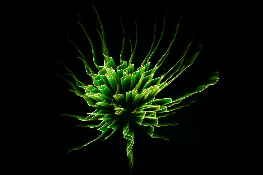 plant, vegetation, tree, abstract, firework, long exposure HD wallpaper