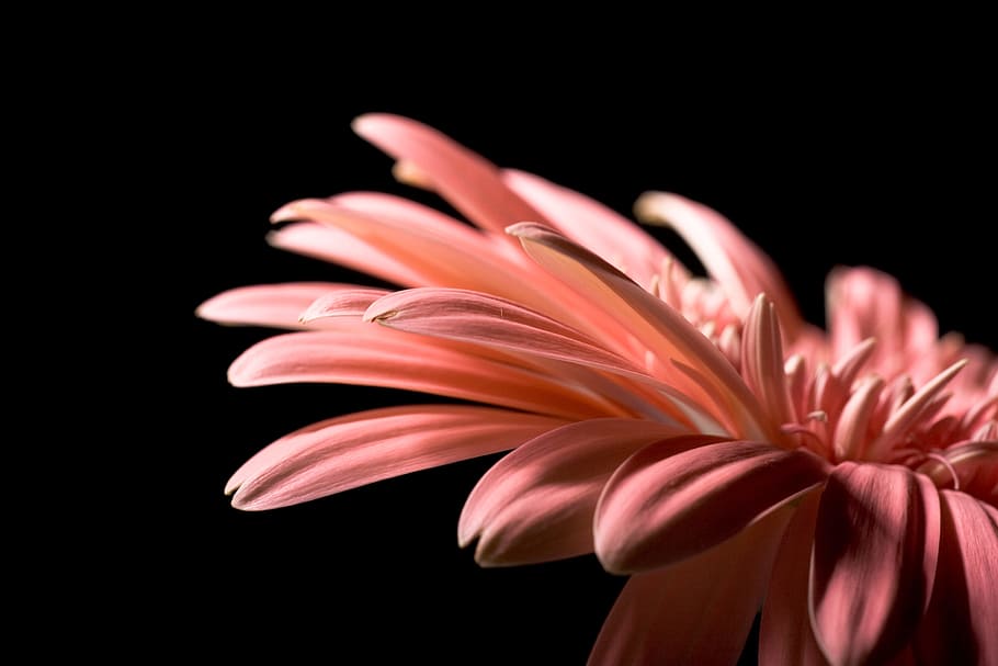 flower, beautiful, red, gerbera, stem, isolated, black, closeup HD wallpaper