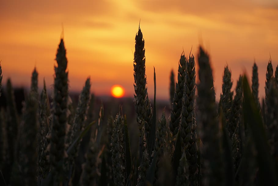 sun, evening, landscape, nature, light, orange, summer, sunset HD wallpaper