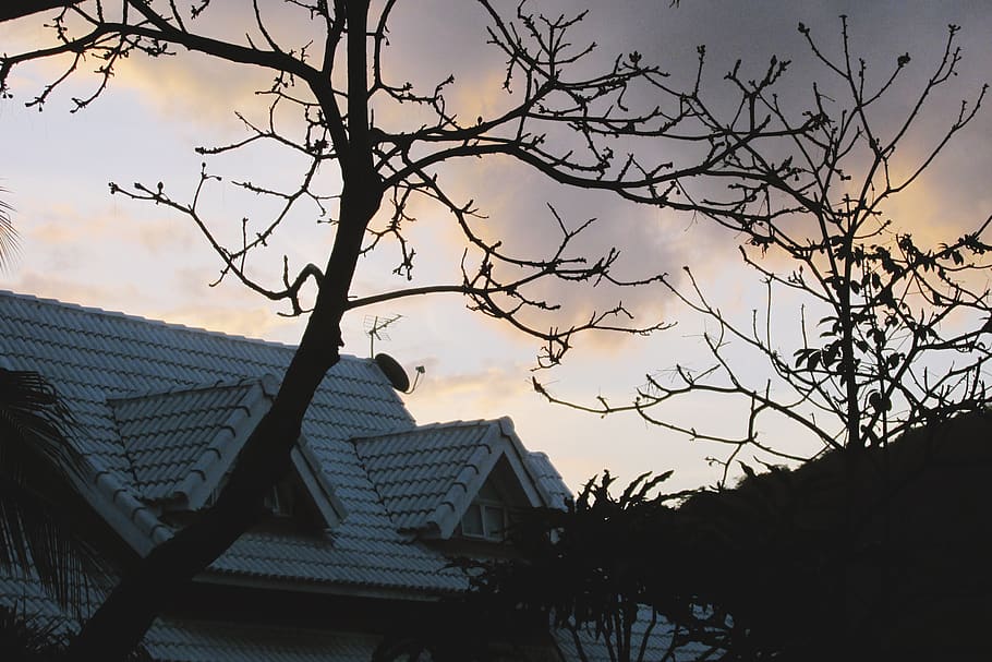 houses, tree, sky, plant, branch, bare tree, built structure HD wallpaper