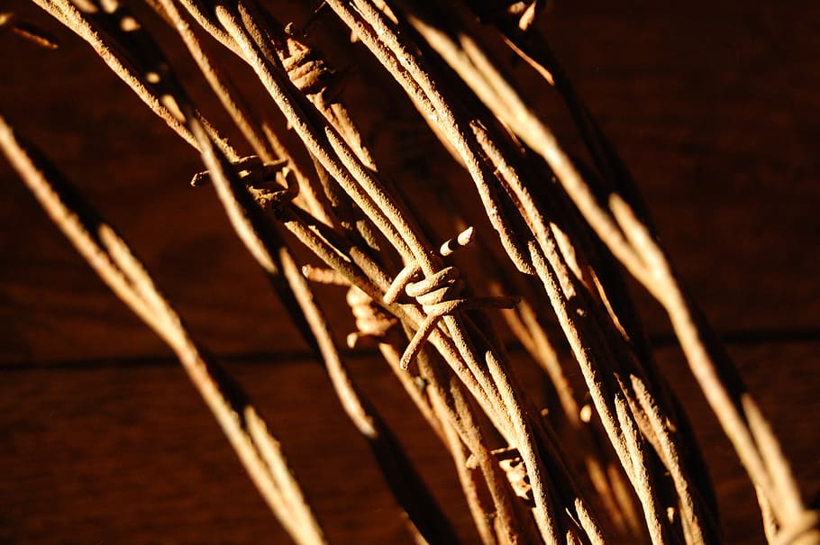 barbed wire, sunlight, farming, rustic, antique, fence, rural HD wallpaper