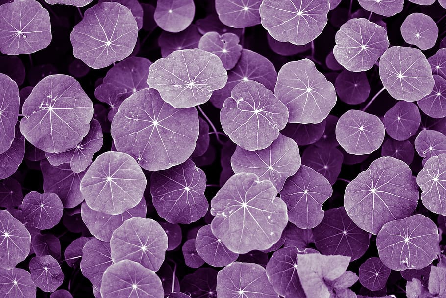 HD wallpaper: purple, leaves, flowers, purple leaves, macro ...