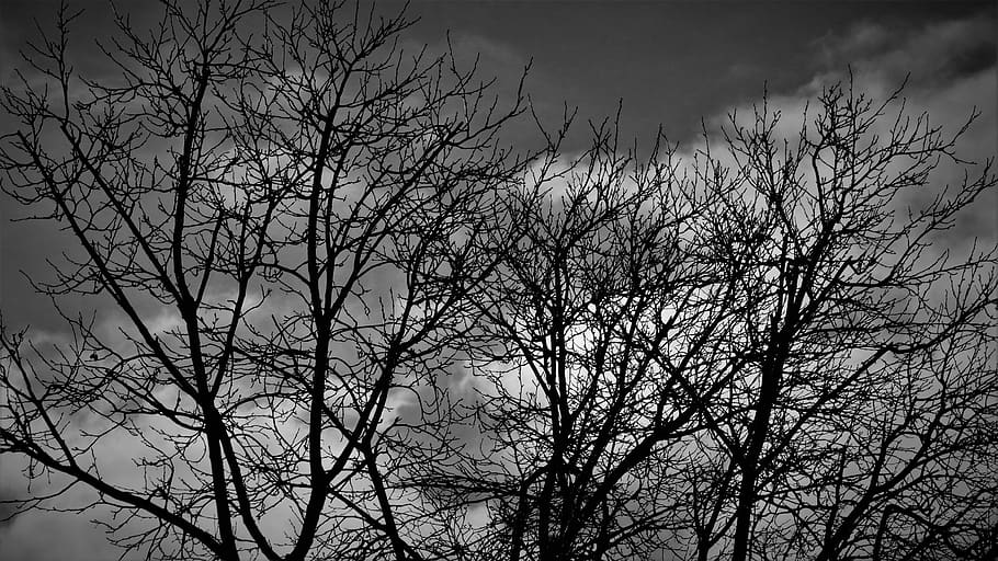 mood, death, sadness, tree, winter, autumn, clouds, bare tree HD wallpaper