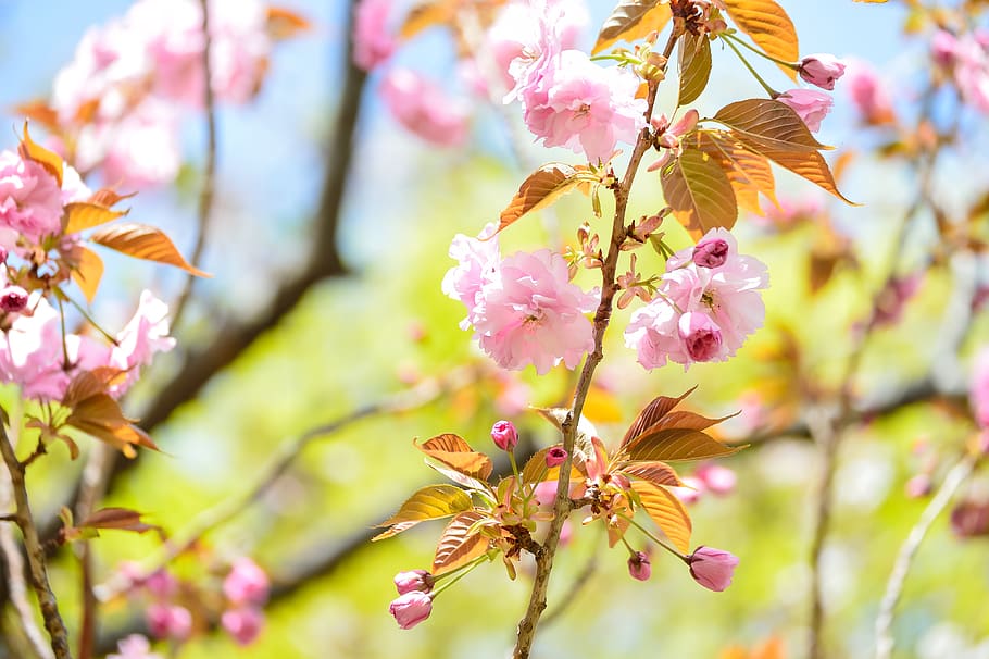 landscape, natural, spring, cherry blossoms, double cherry blossoms HD wallpaper