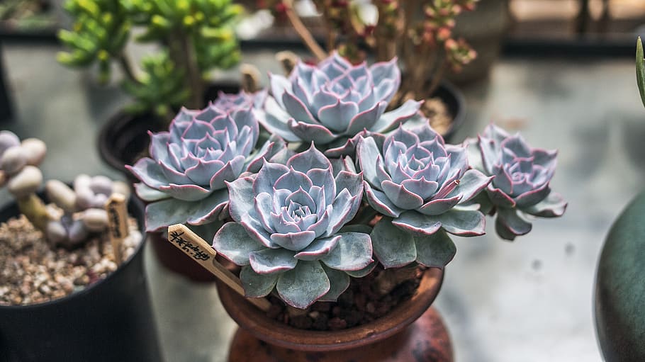 green succulent plant, flower, flowering plant, freshness, close-up HD wallpaper