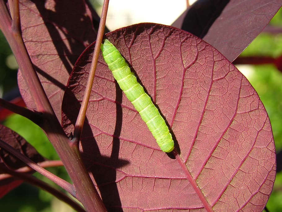 caterpillar, leaf, nature, larva, color, outdoors, creature, HD wallpaper