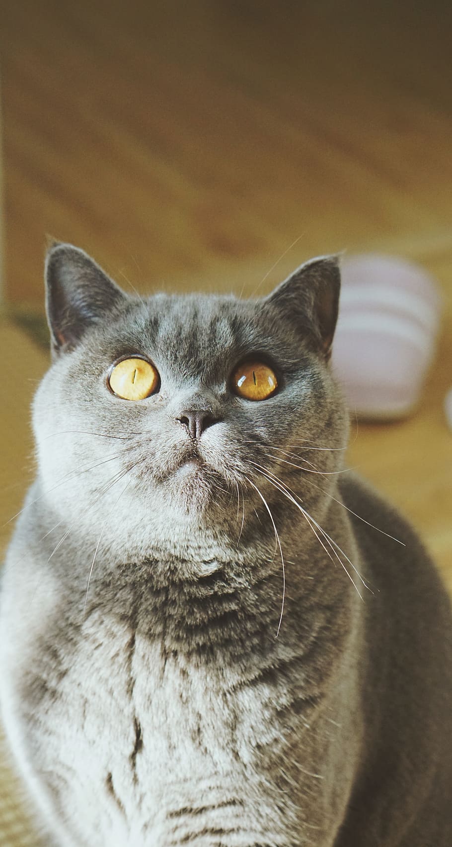 gray cat on brown floor, pets, domestic, mammal, domestic cat HD wallpaper