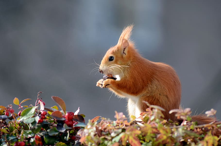 squirrel, croissant, cute, fur, furry, sweet, animal world HD wallpaper