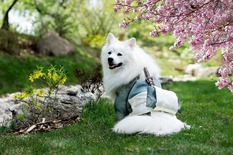 Adult Medium-coated White Dog Standing on Grass Field Beside a Cherry Blossom Tree, HD wallpaper