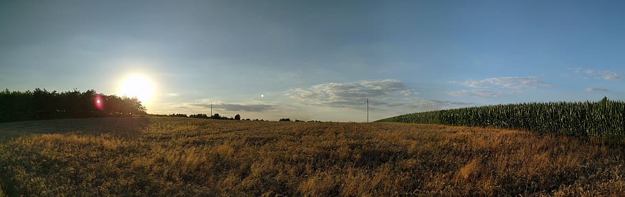 cornfield, meadow, panorama, afternoon, sky, landscape, environment HD wallpaper