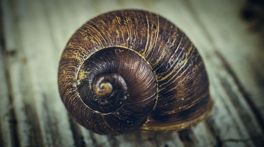 snail, macro, spiral, animal, shell, animal themes, animal wildlife HD wallpaper