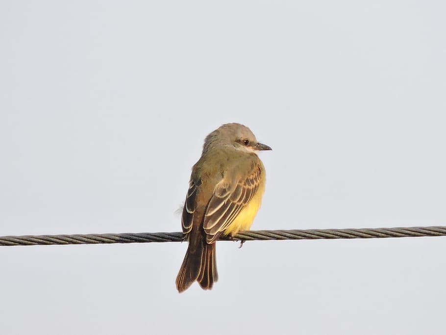 bird, ave, yellow, nature, animals, pen, feathers, wings, fauna HD wallpaper