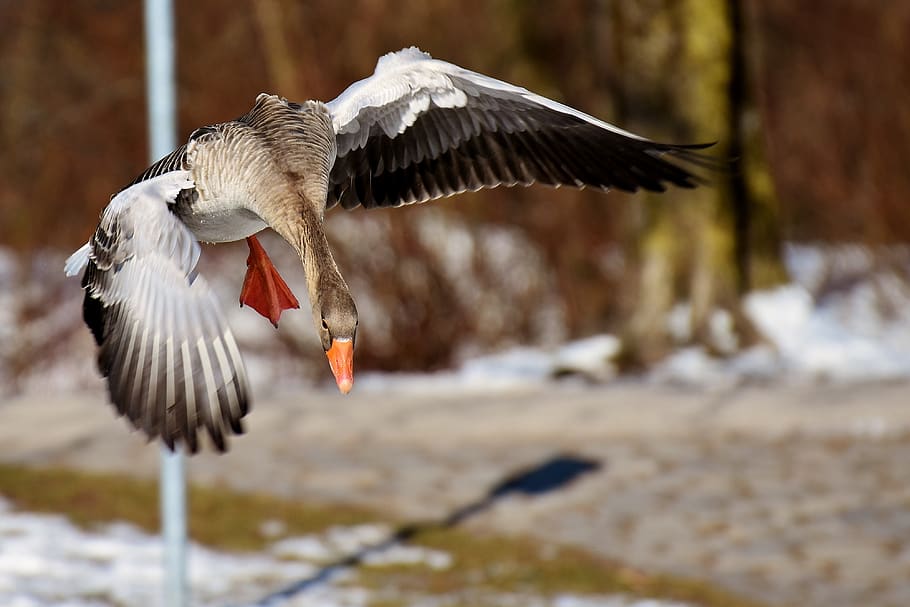 goose, flying, flight, water bird, animal world, head, wild goose HD wallpaper