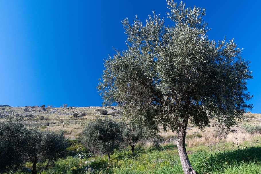 trees under bluesky, plant, nature, outdoors, prossedi, tree trunk HD wallpaper