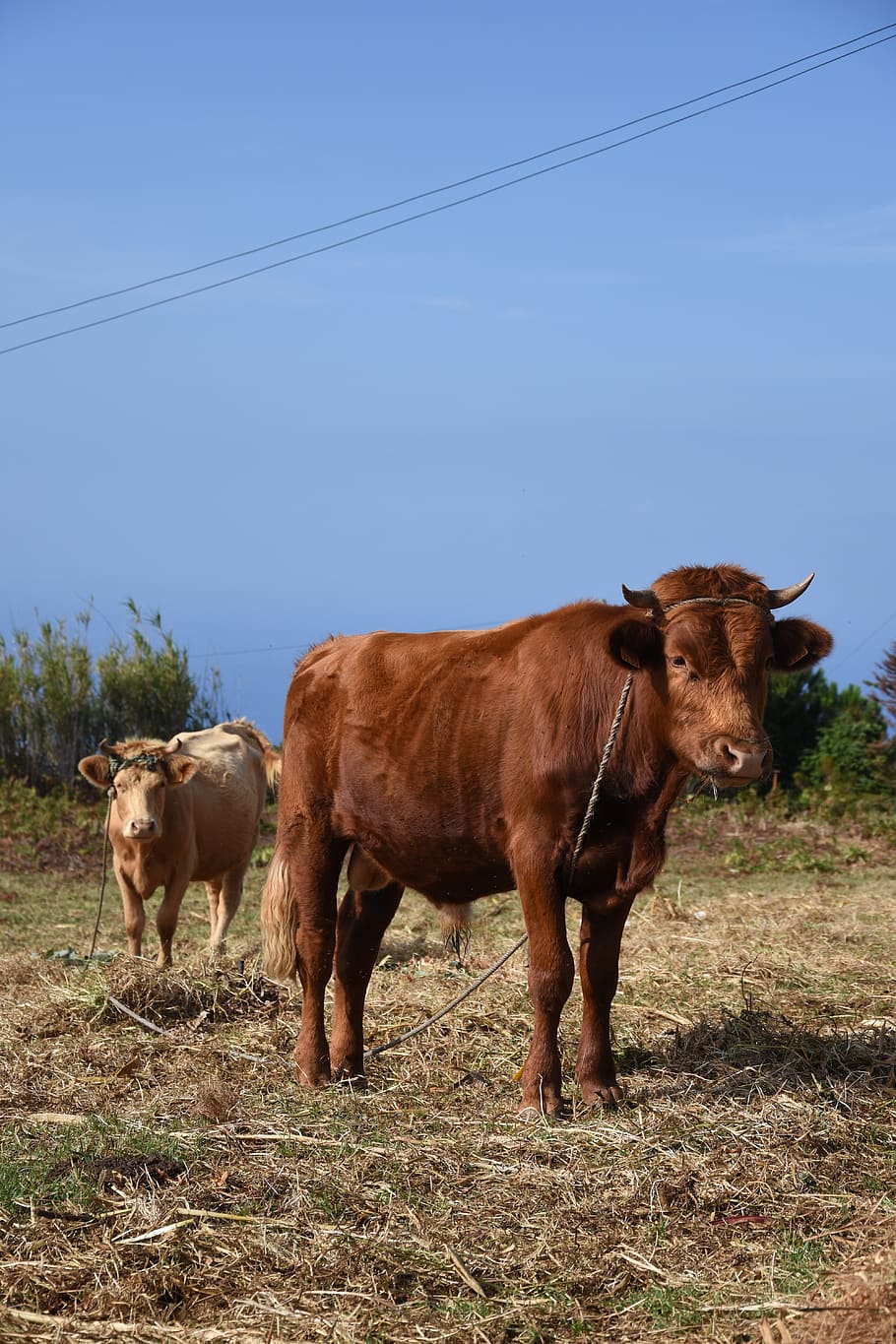 cows, animals, landscape, nature, madeira, mammal, domestic animals HD wallpaper