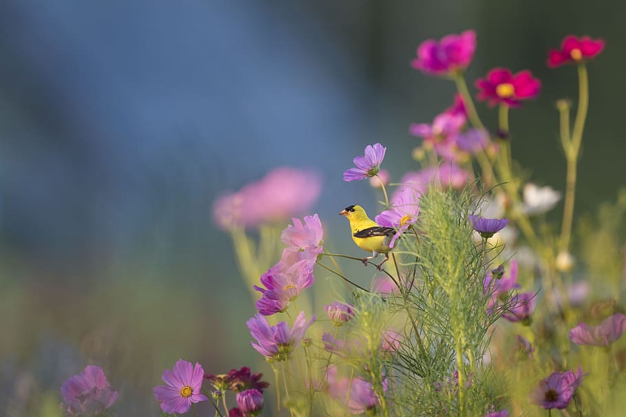 bird, bloom, blossom, field, flora, flowers, grass, nature HD wallpaper