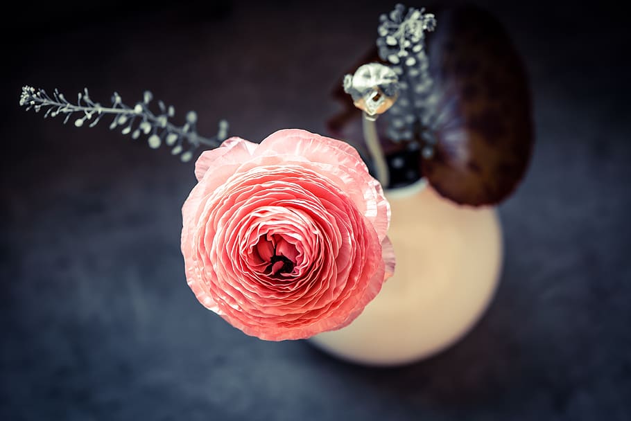 ranunculus, flower, blossom, bloom, spring flower, vase, flower vase HD wallpaper