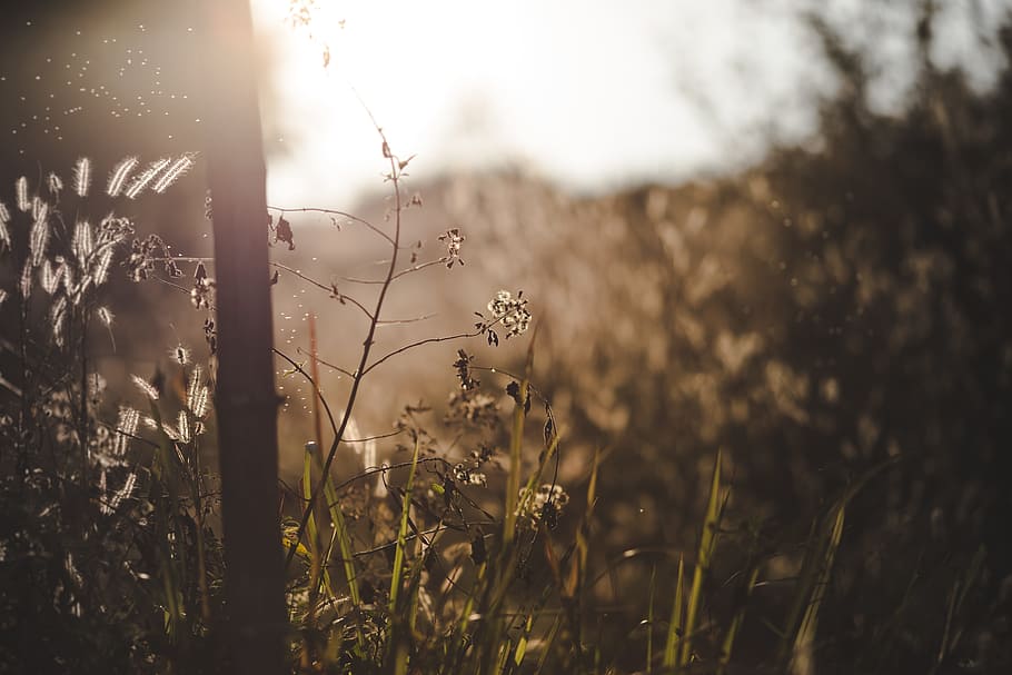Selective Focus Photo of Tree and Flowers at Golden Hour, backlit HD wallpaper