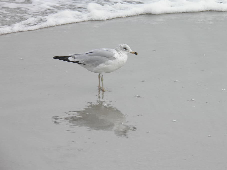 seagull, beach, sand, ocean, animal, animal themes, water, animal wildlife HD wallpaper