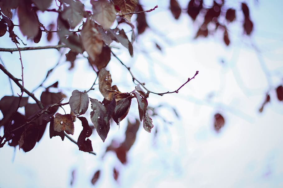 tree, blue, cold, sky, nature, rainy day, branch, leafe, plant HD wallpaper