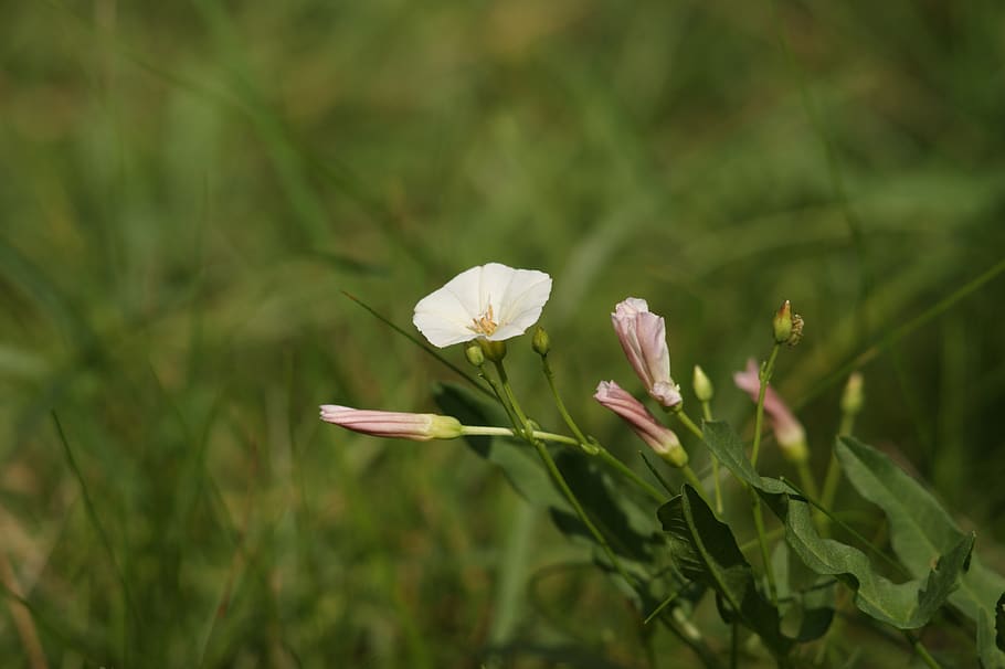 bindweed, grasshopper, meadow, flower, white, summer, nature HD wallpaper