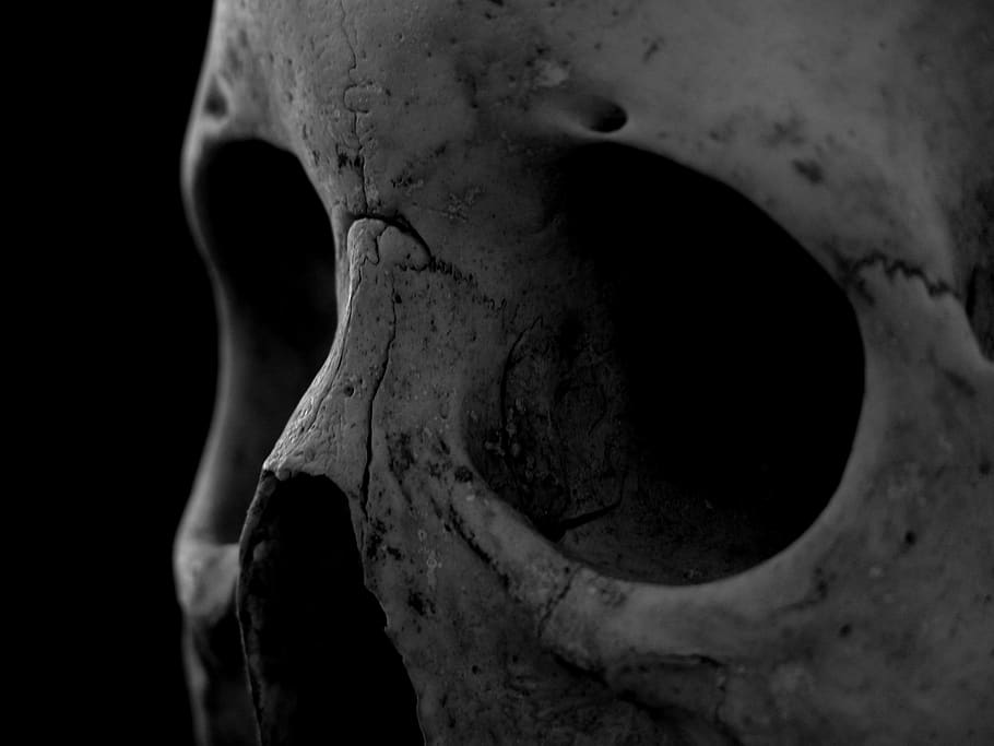 skull, human, human skull, death, detail, bandw, black and white HD wallpaper