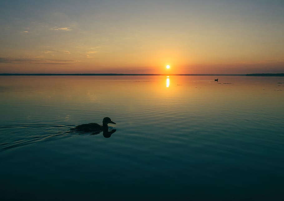 water, united states, houghton lake, sun, sunrise, animal, duck, HD wallpaper
