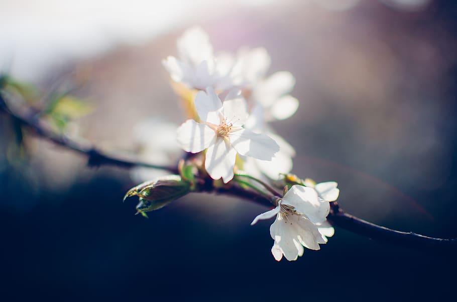 Cherry blossom petal pattern 1080P, 2K, 4K, 5K HD wallpapers free ...