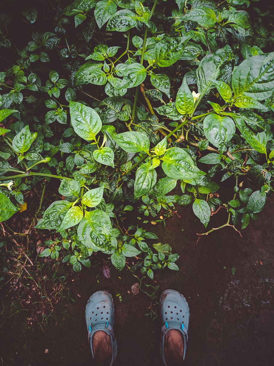india, kerala, low section, human leg, shoe, body part, leaf HD wallpaper