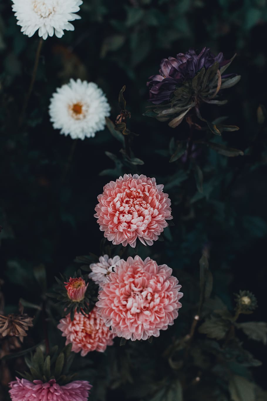 Red Marigold Flower, beautiful, beautiful flowers, blooming, blossom HD wallpaper