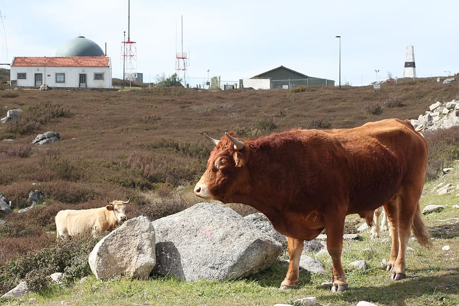 portugal, mammal, livestock, domestic animals, animal themes HD wallpaper