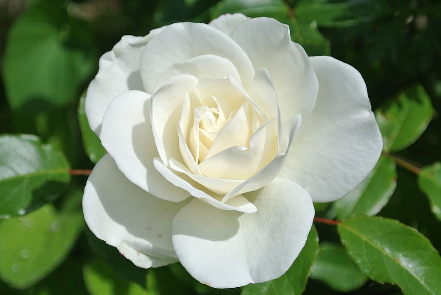 rose, white, blossom, bloom, nature, garden, summer, flower HD wallpaper
