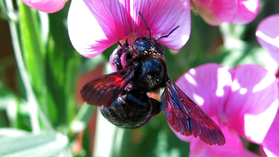 carpenter bee, blossom, bloom, close up, leaf pea, nectar, insect HD wallpaper