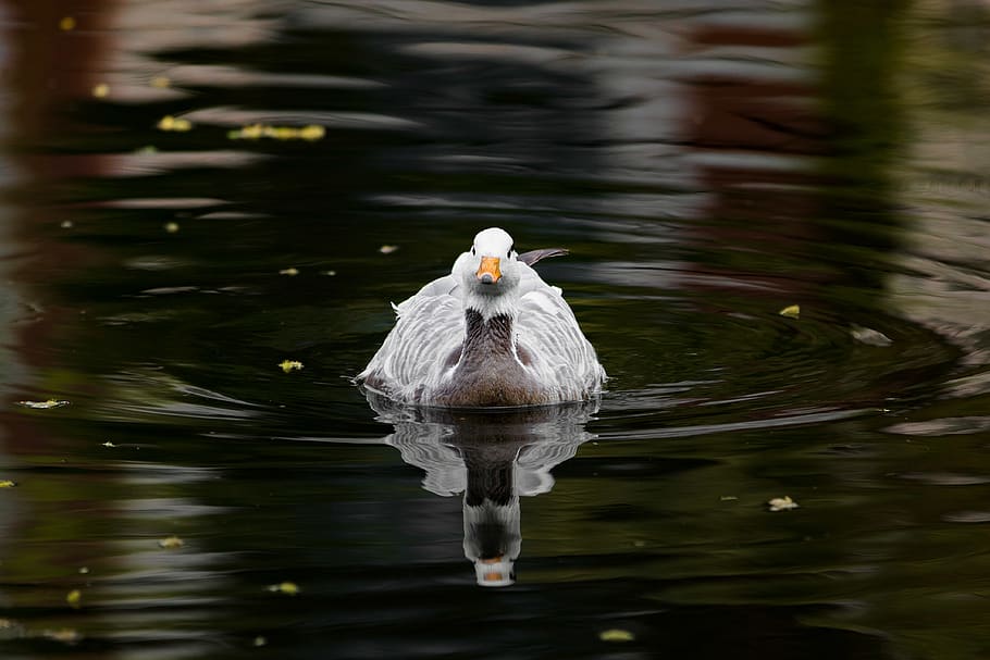 white goose, bird, animal themes, water, vertebrate, one animal HD wallpaper