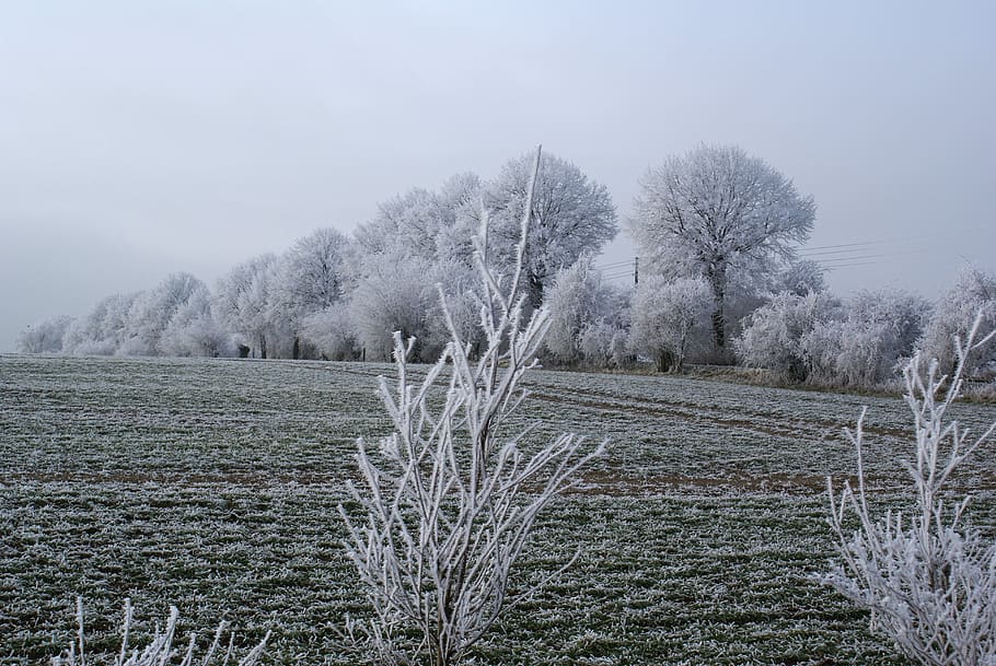 wintry, trees, iced, cold, winter magic, frost, plant, tranquility HD wallpaper
