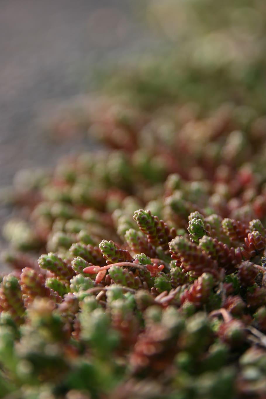 stone plants, nature, spring, beautiful, wildnes, green, flora HD wallpaper