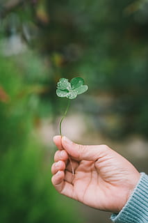 bokeh photography of person holding green leaf, hand, clover HD wallpaper