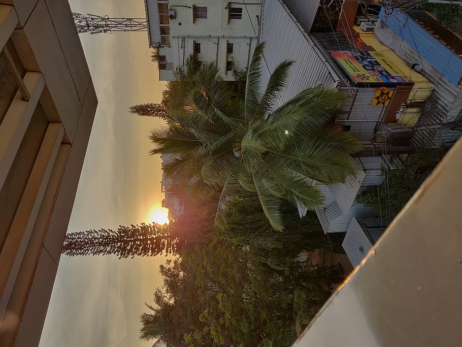 tree, plant, arecaceae, palm tree, outdoors, summer, sunset HD wallpaper